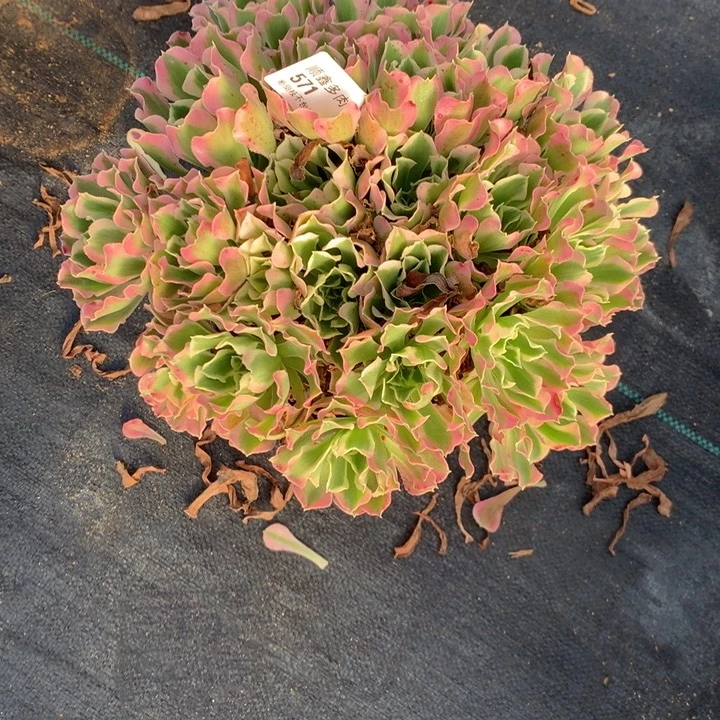 571白凤多肉植物