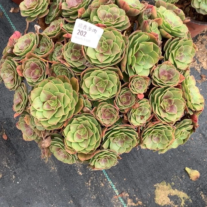202万圣节多肉植物