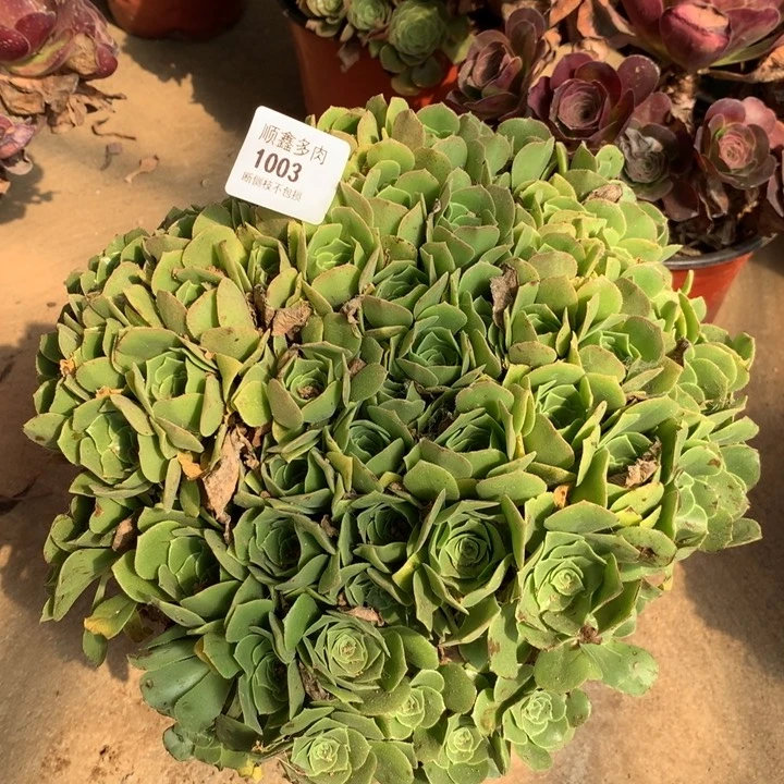 1003绿羊绒多肉特价包邮