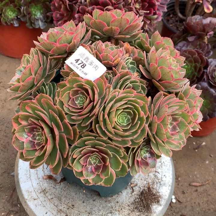 478粉花妖多肉植物