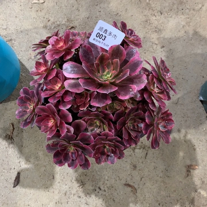 003美杜莎多肉植物