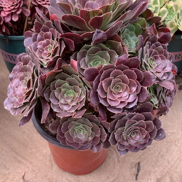 356欧若拉多肉特价包邮