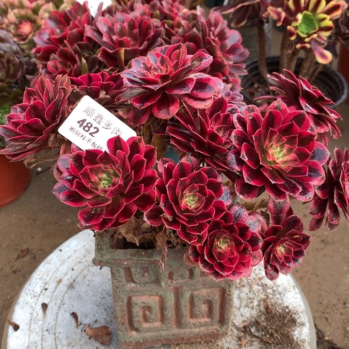 482黑同多肉植物2棵包邮