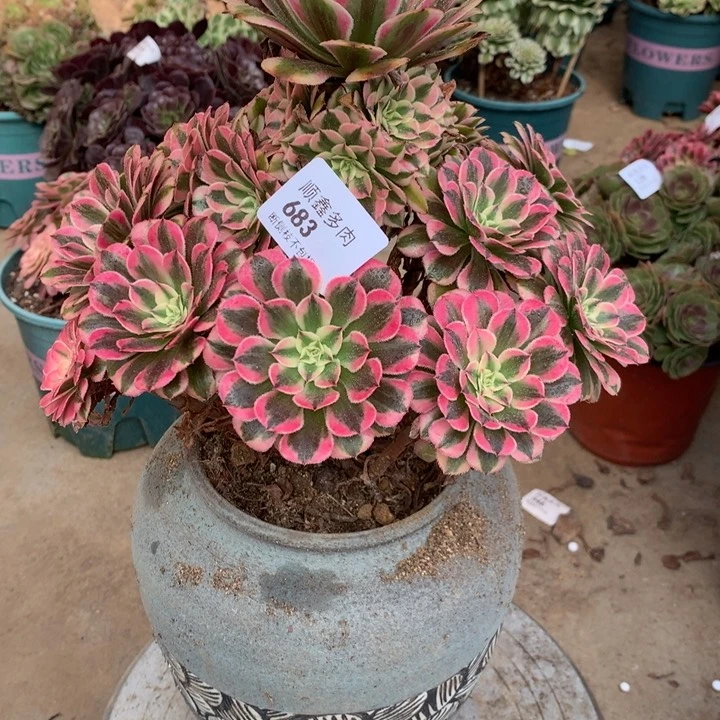 用****5683粉同多肉植物