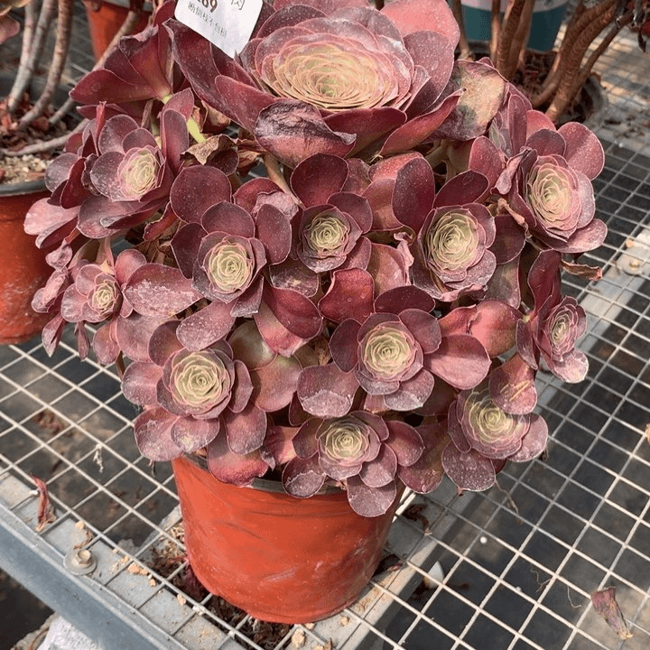 289玫瑰多肉特价包邮