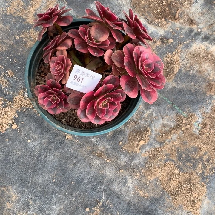 紫*961美杜莎多肉特价包邮