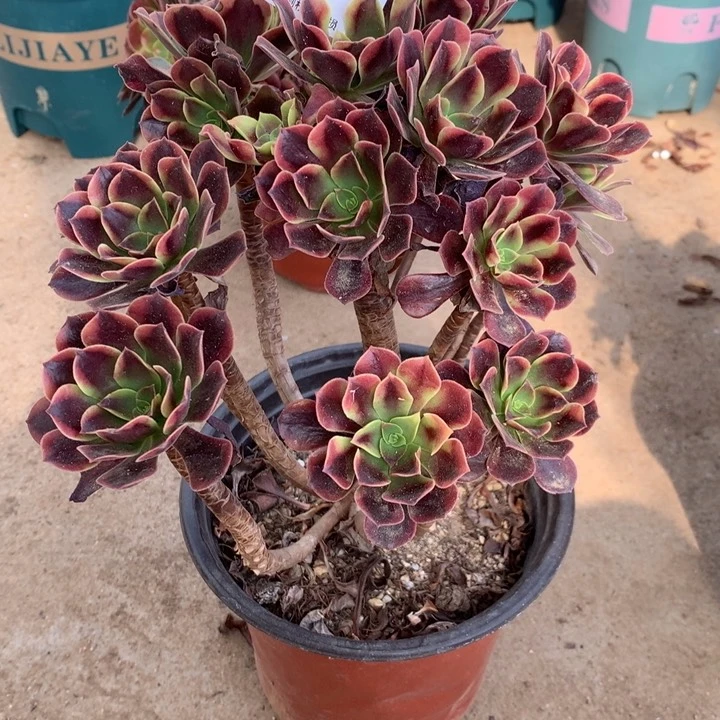 510欧嘉莉多肉植物