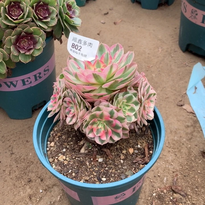 802倾城多肉植物