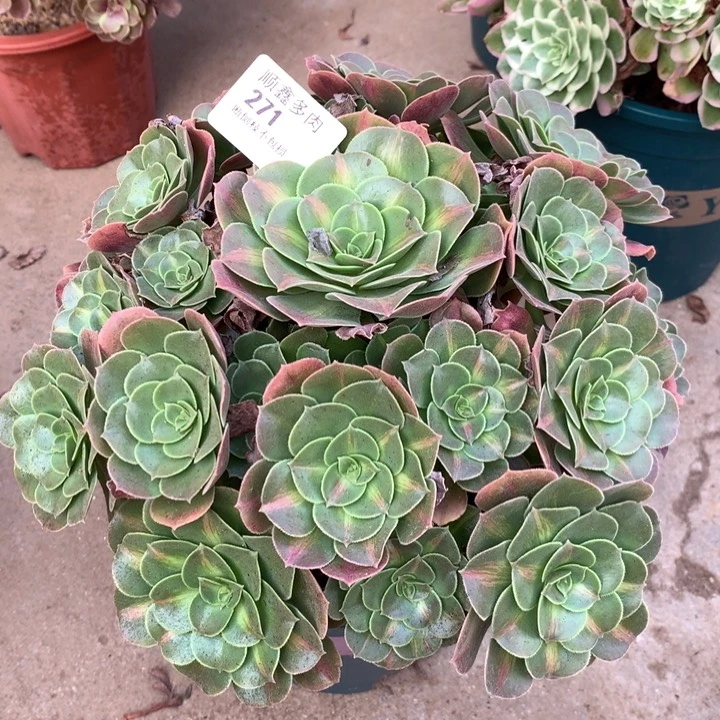 271粉女巫中班多肉特价包邮