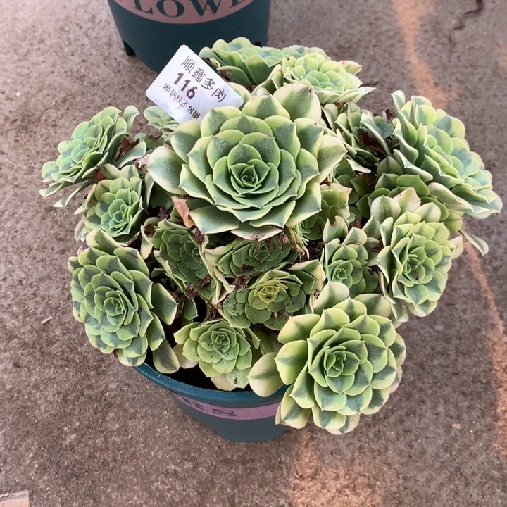 116绿豆沙多肉特价包邮