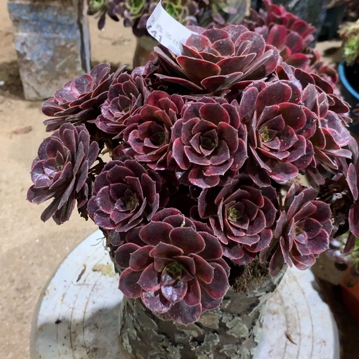 741水果糖多肉植物