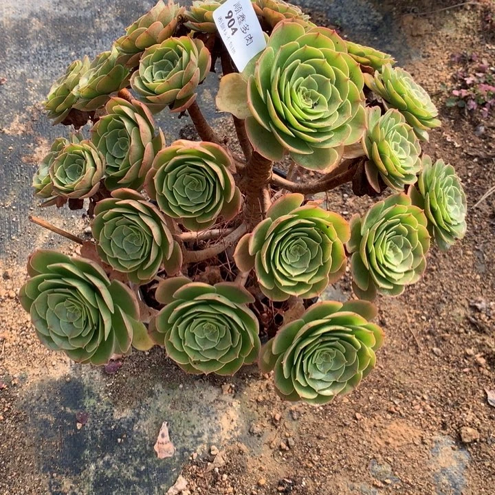 ?**?904万圣节多肉植物