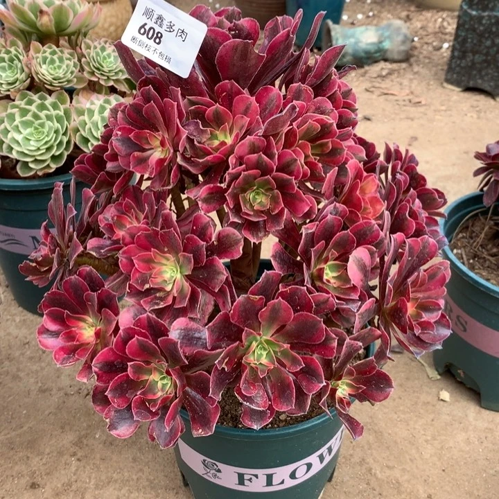 608美杜莎多肉植物