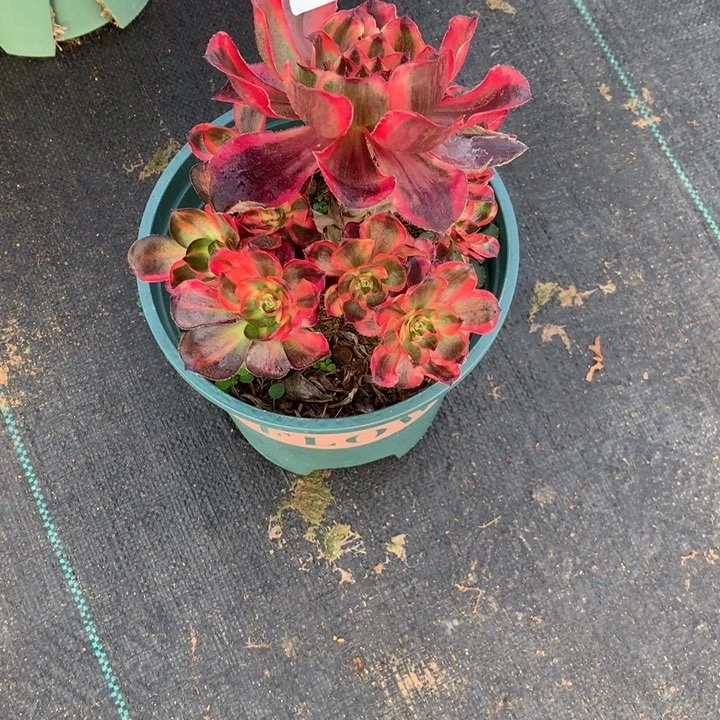 君*572红魔女多肉植物