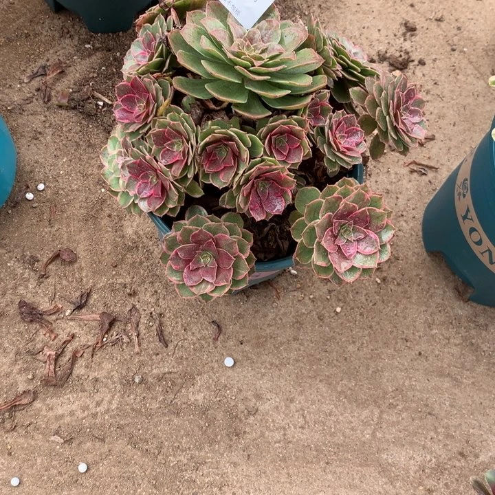 519莲花座多肉植物