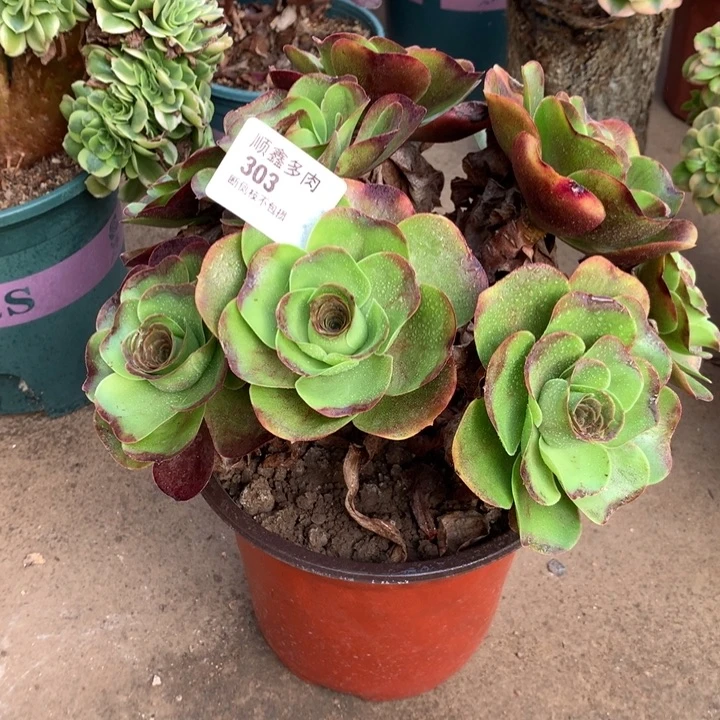 303玫瑰多肉特价包邮