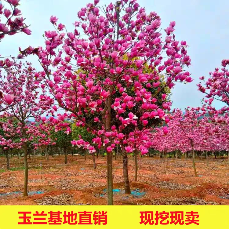 紫玉兰庭院盆栽地栽绿化树苗