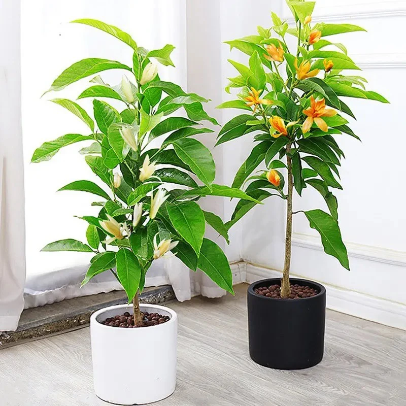白兰花黄兰花浓香型盆栽阳台庭院四季开花绿植