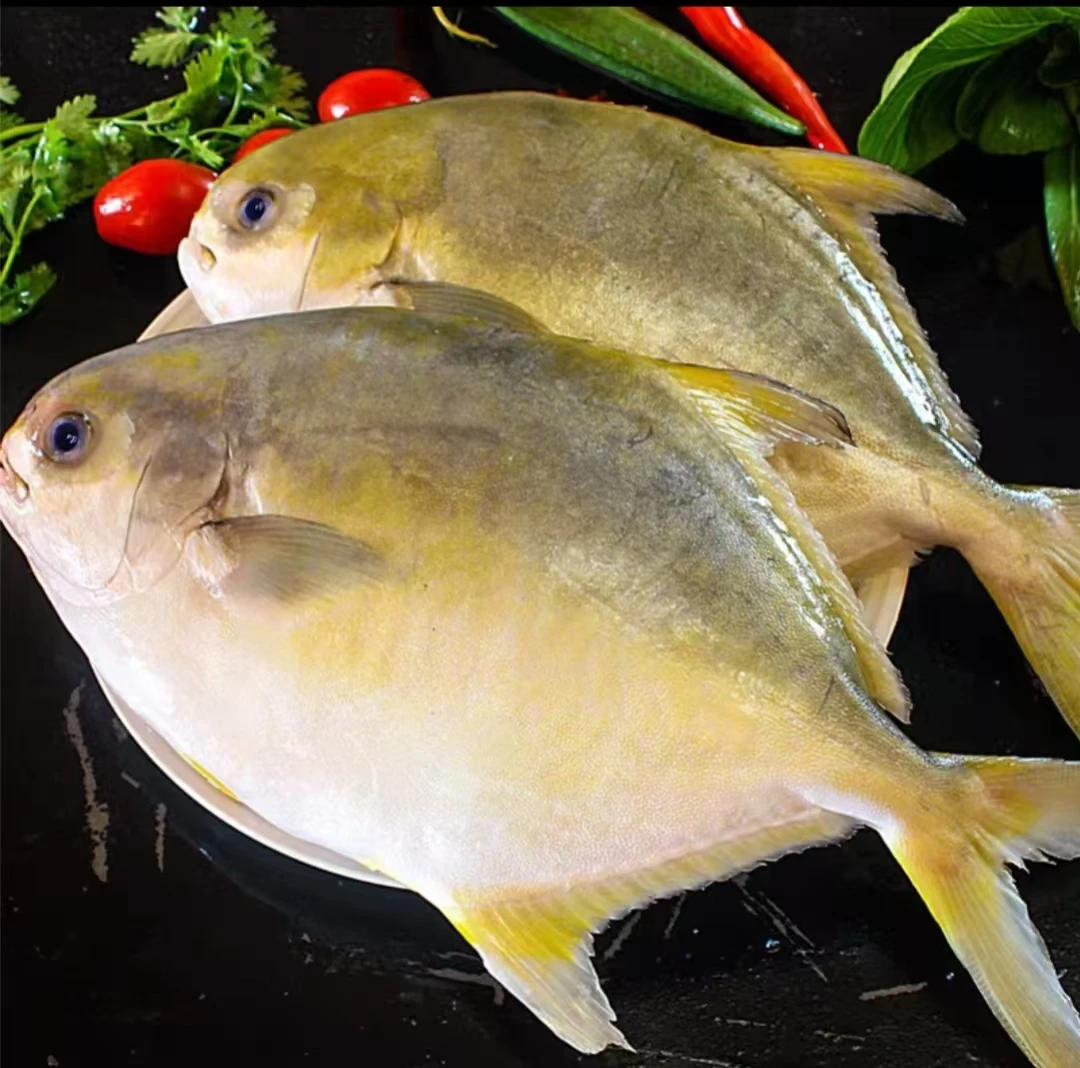 新鲜金鲳鱼鲜活速冻 肉嫩鲜活5斤/9条包邮