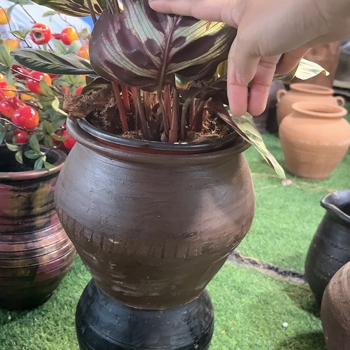 红陶171号18×18咖瑕