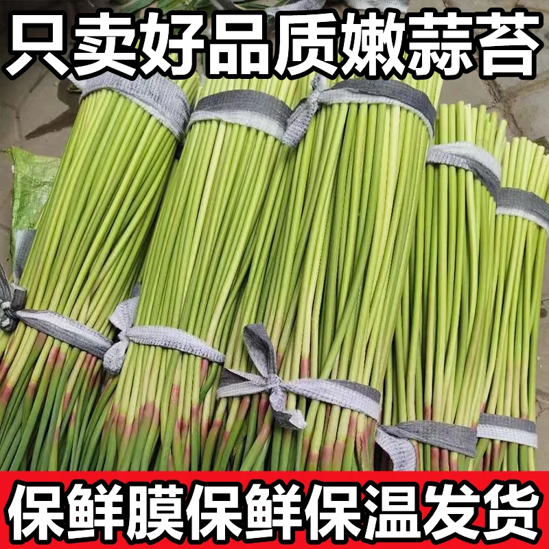 【抢爆了】新鲜蒜苔蔬菜大蒜蒜薹蒜苗苔河南农家大蒜苔1斤5斤新蒜苔