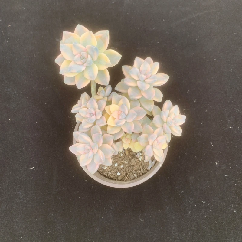 美杏锦多肉植物 3头群链接 清棚