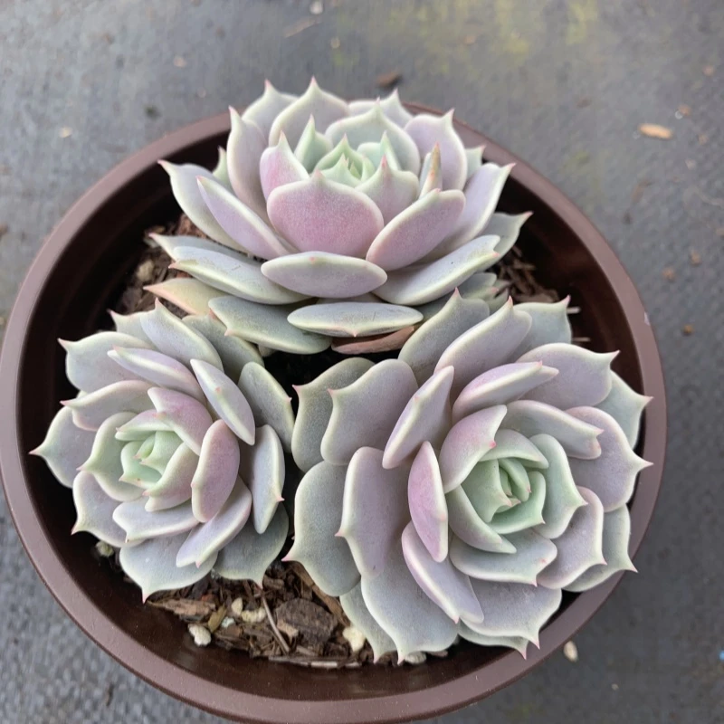 露娜莲三头多肉植物 清棚不售后 满9.99包邮