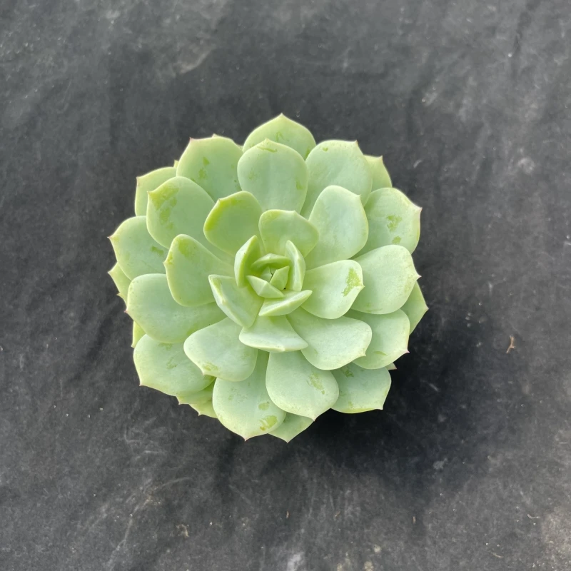 恋曲多肉植物 清棚不售后 满9.99包邮