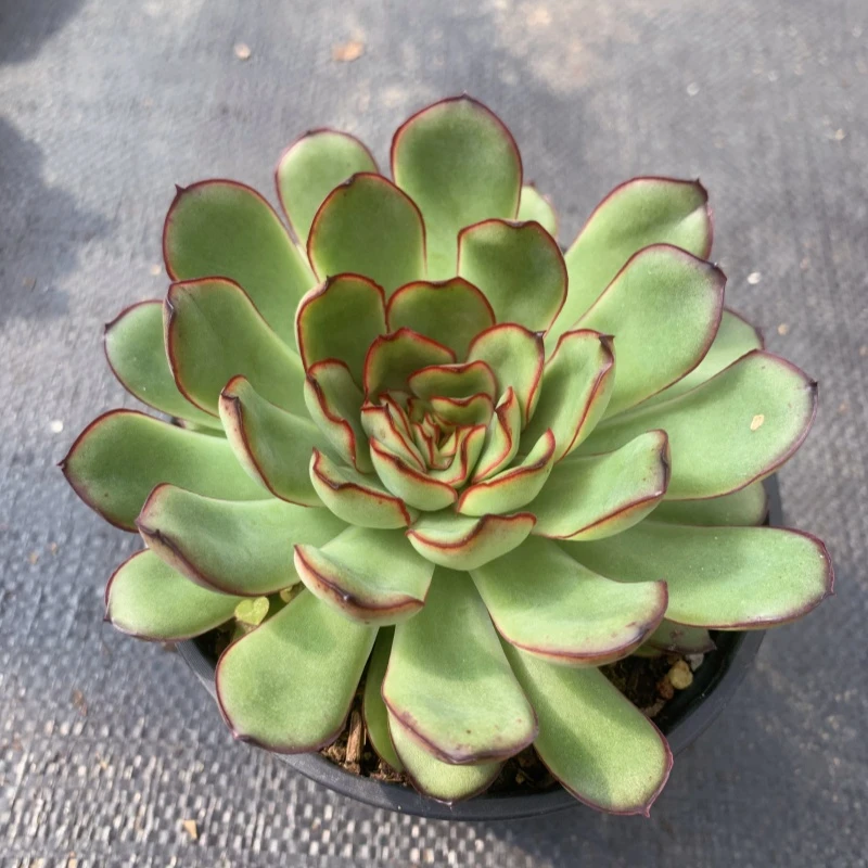 肉酱玫瑰单头多肉植物清棚出不售后