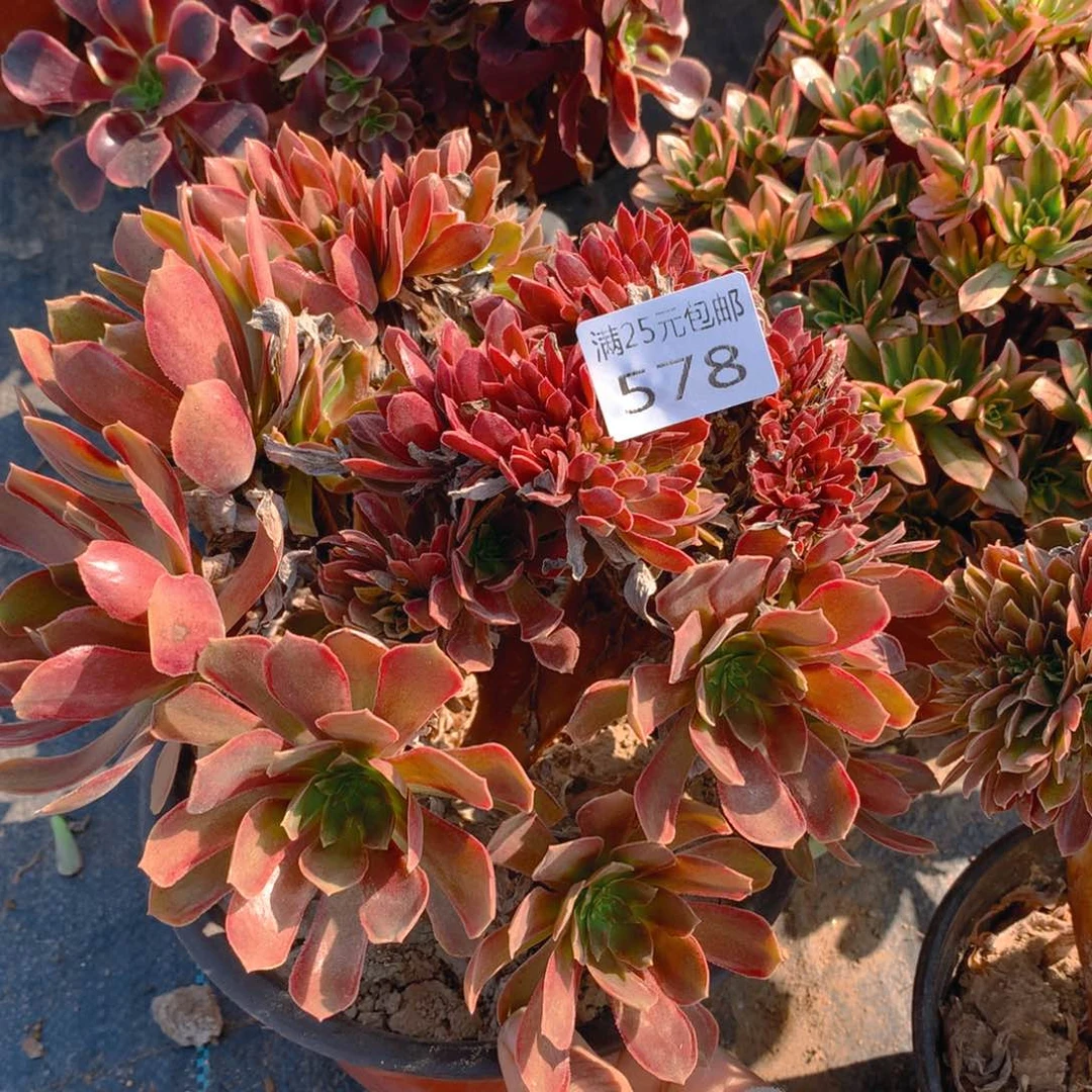 578娜迦女王缀化多肉