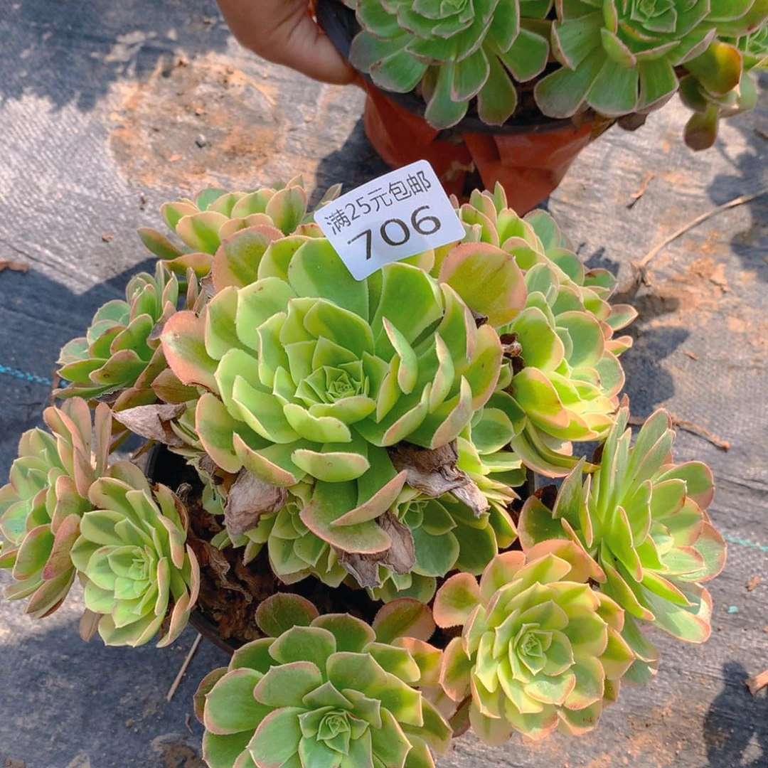 706奶白老桩多肉植物