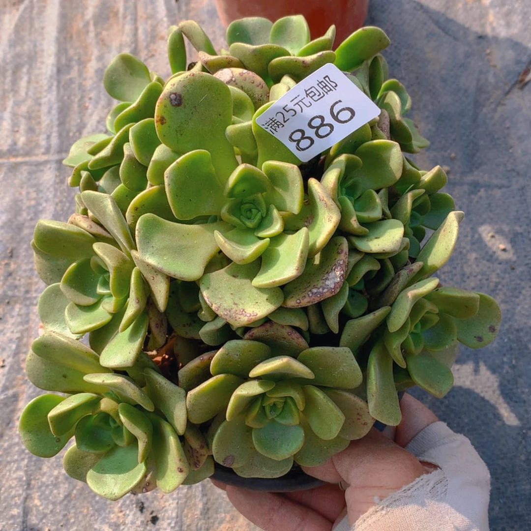 886百合莉莉捧花多肉