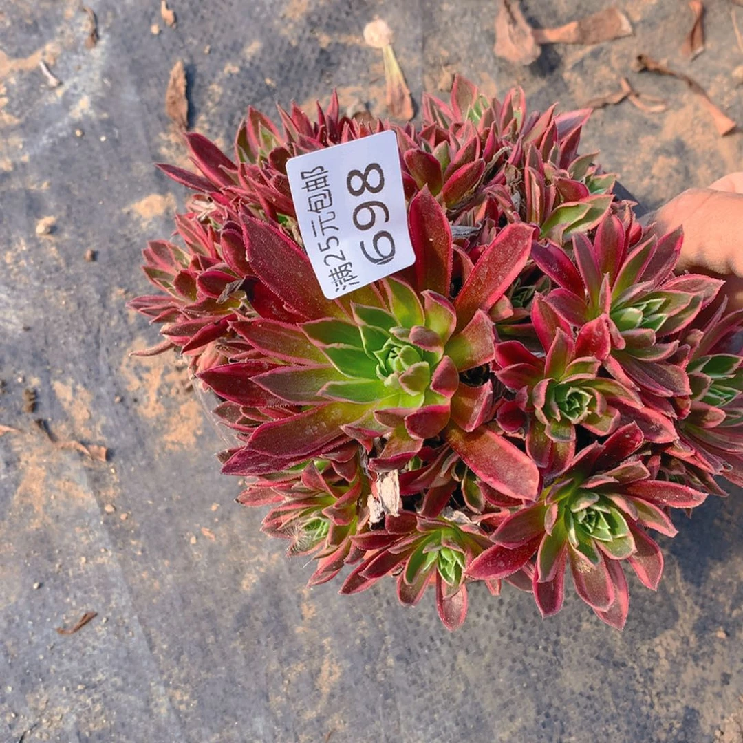 698九尾狐捧花多肉