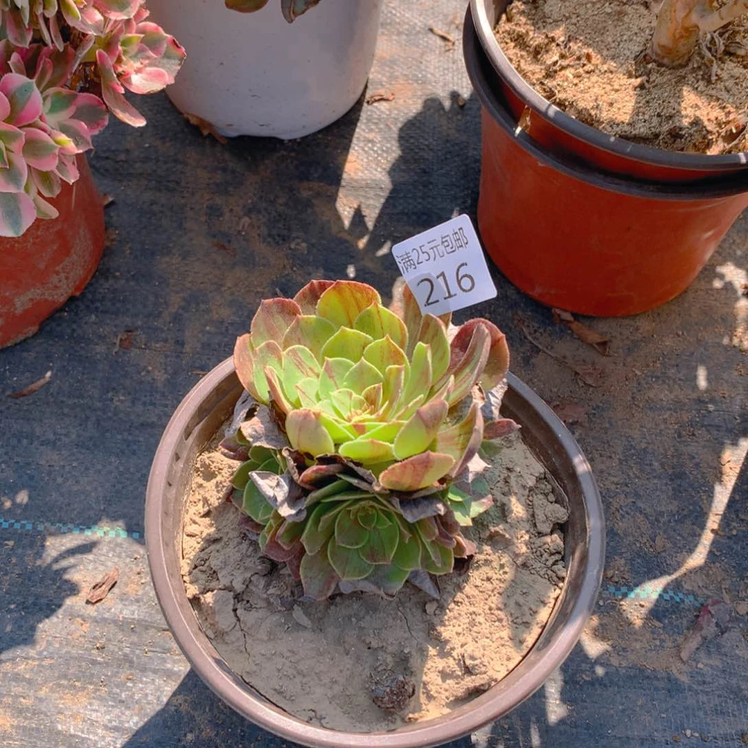 216花月夜多肉植物