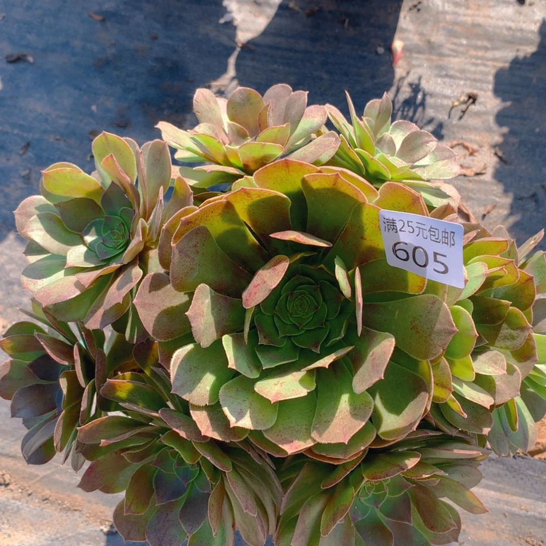 605红心万圣节捧花的