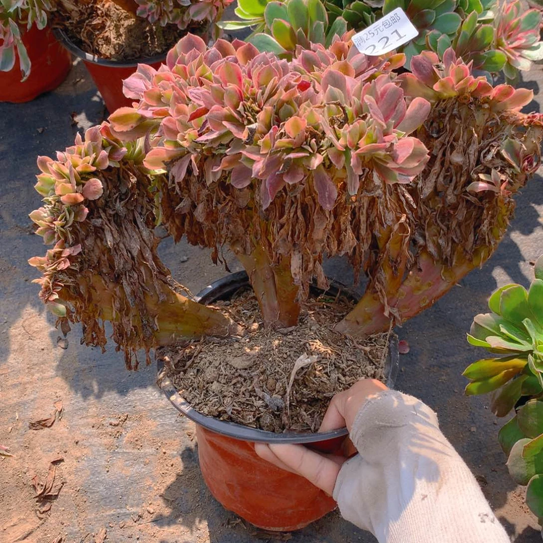 221红袖缀化多肉植物