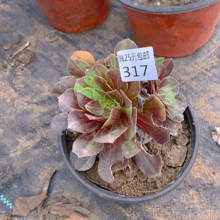 317花月夜多肉植物