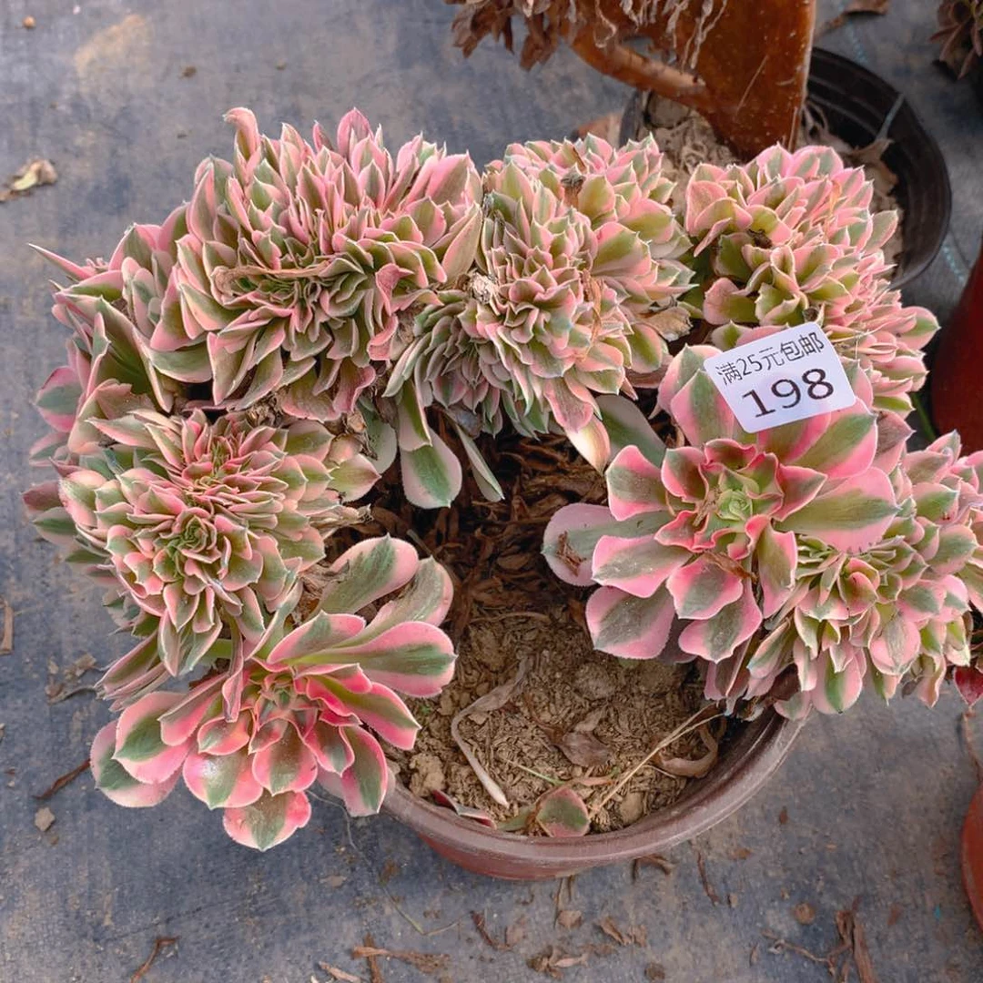 a****。198粉女巫缀化多肉