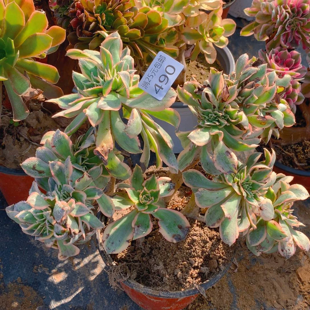 490灿烂朵朵缀化