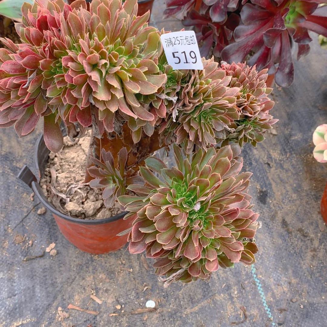 519娜迦女王缀化多肉