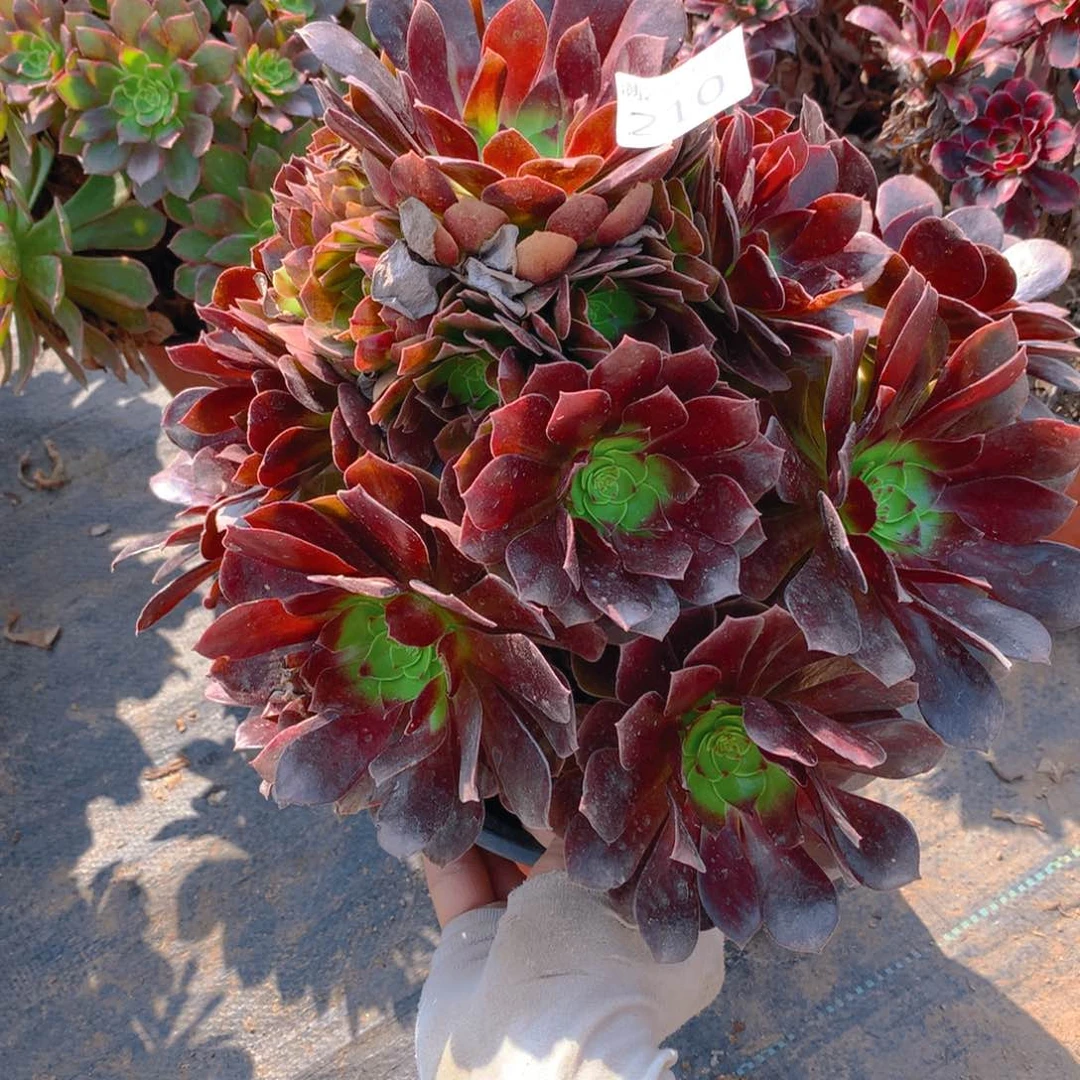 210赤焰莲老桩多肉植物