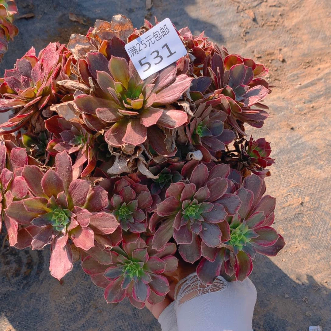 531安娜捧花的多肉