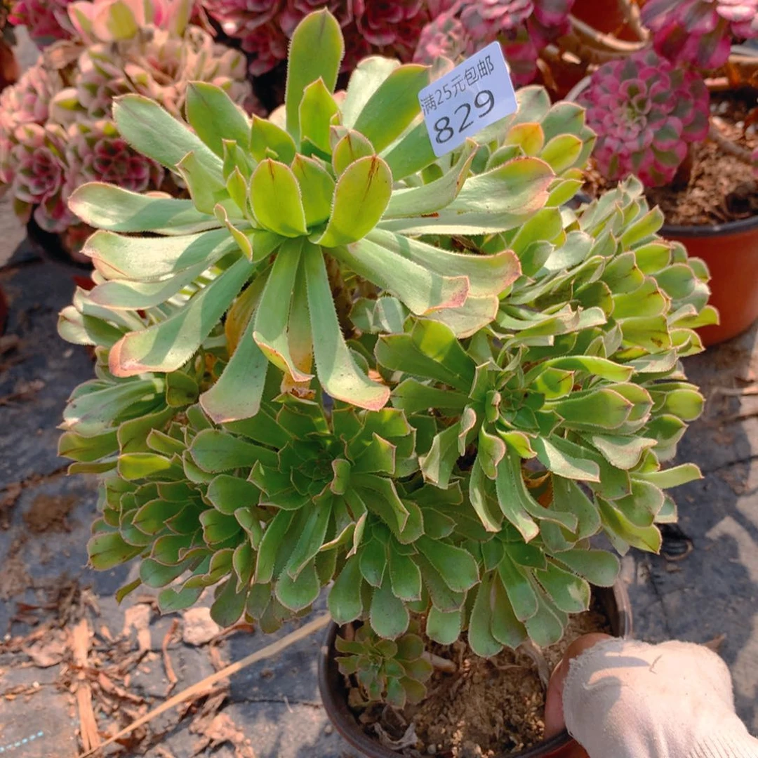 829原始绿法老桩多肉