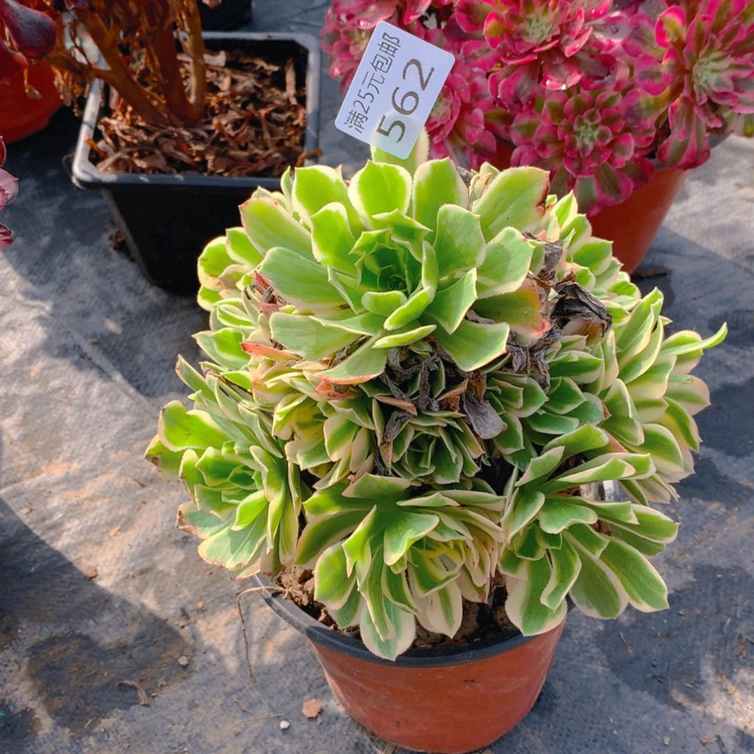 562芳华老桩多肉