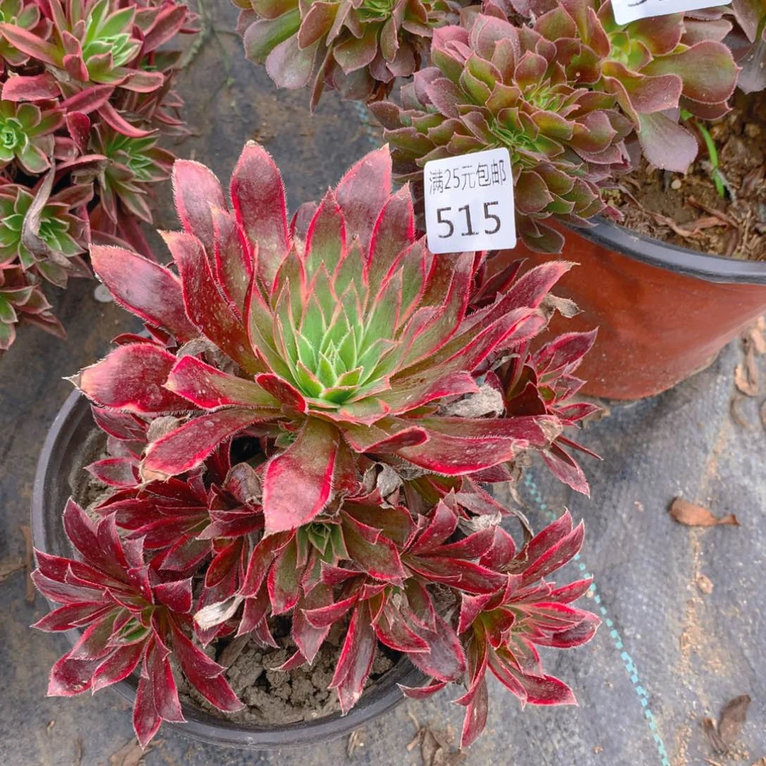 515惊鸿仙子多肉