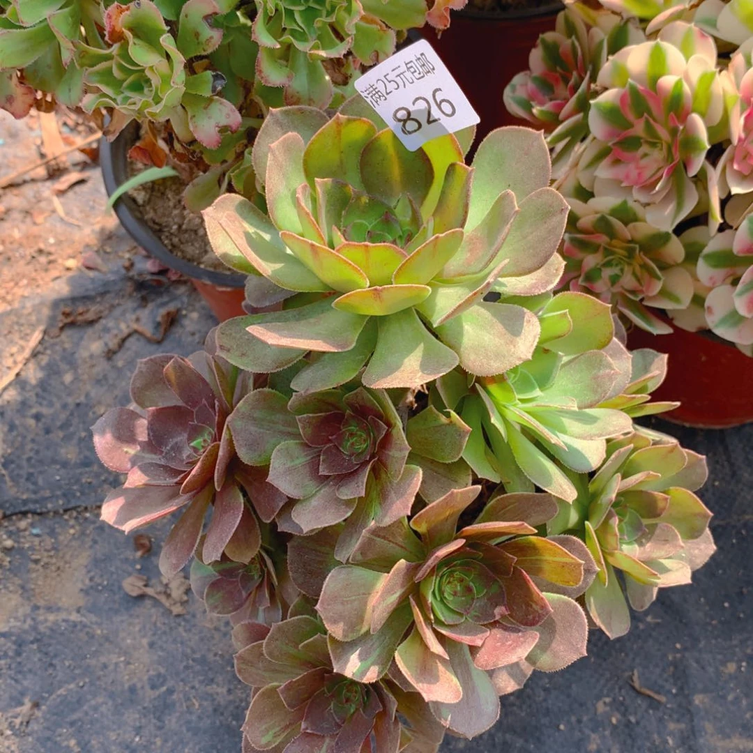 826花月夜多肉有砍头