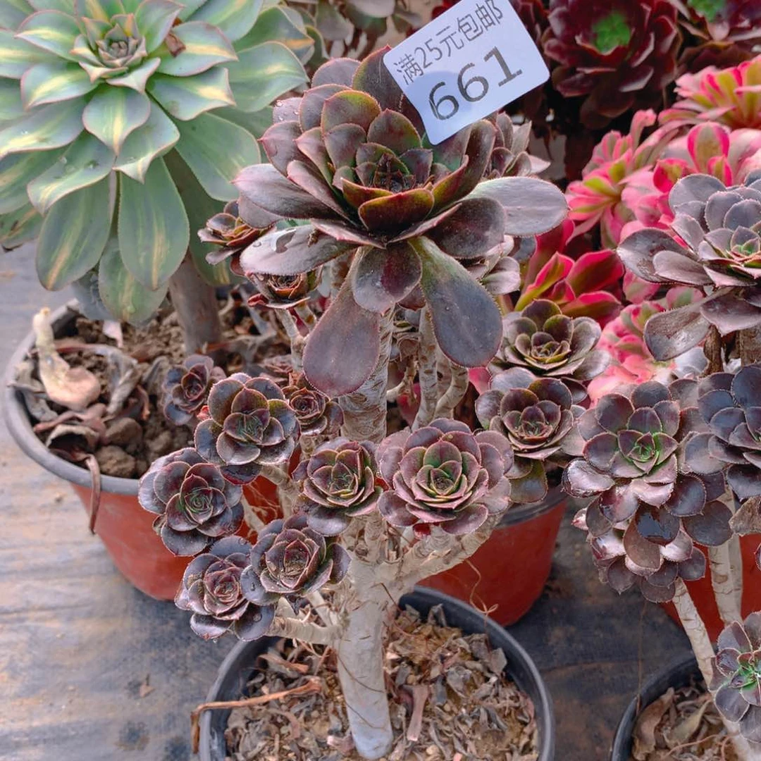 661圆叶灰法师多肉