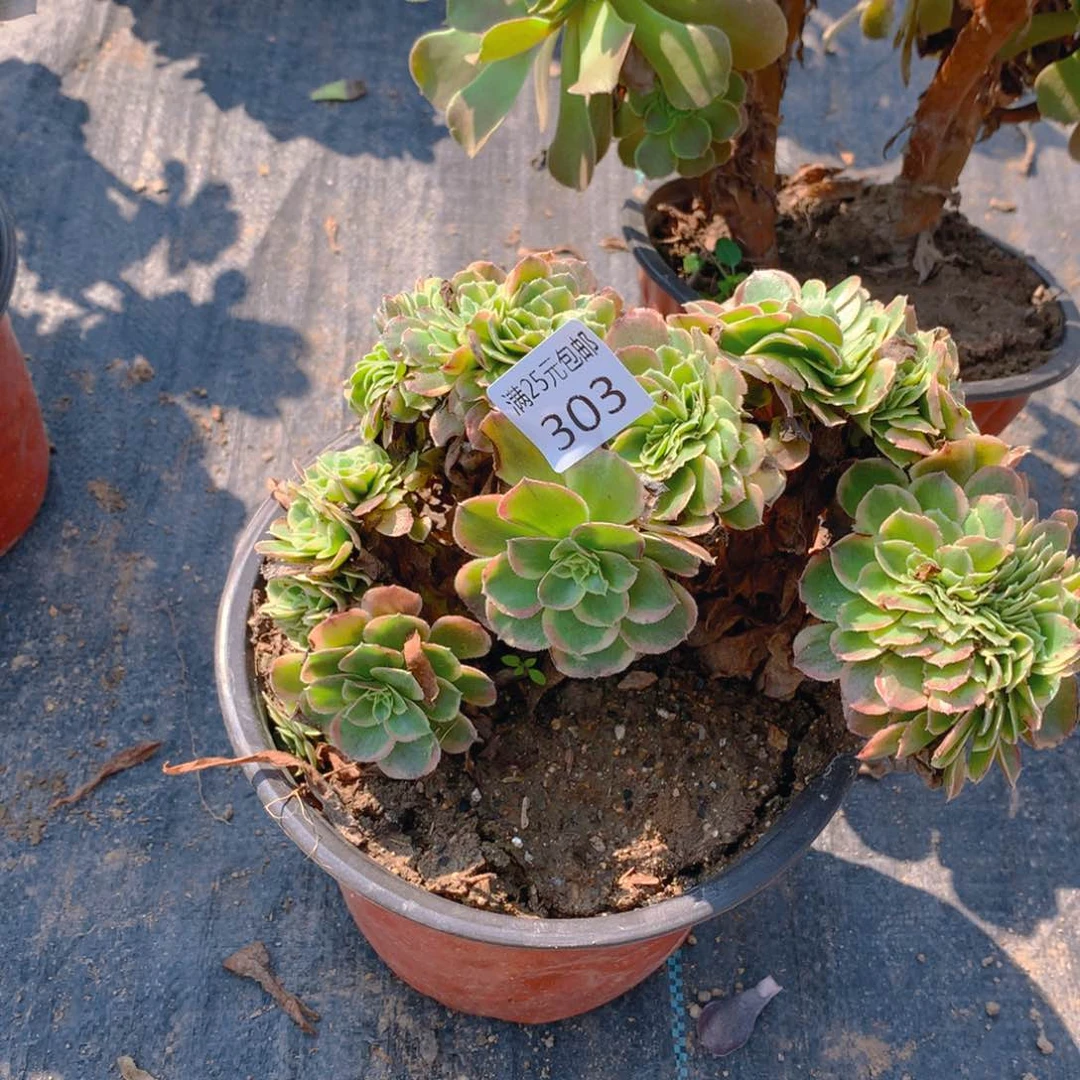 303奶白缀化多肉植物