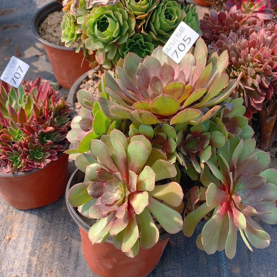 705黑魔捧花多肉植物