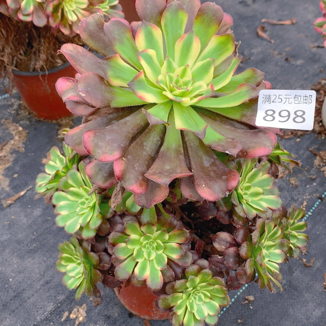 898舞天姬老桩有掉头